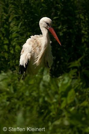 Weißstorch, Ciconia ciconia 039